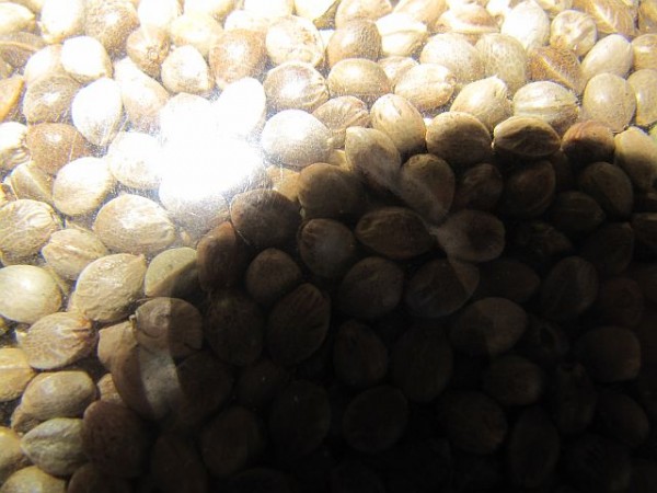 Hanfsamen biologisch ungeschält 1kg